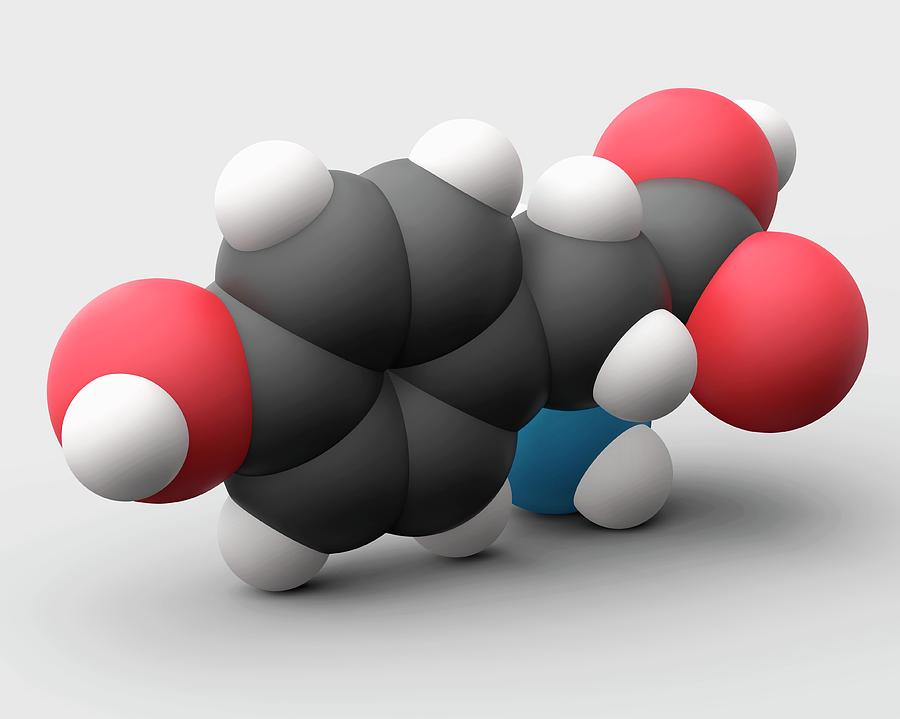 Tyrosine Amino Acid Molecule Photograph by Carlos Clarivan/science ...