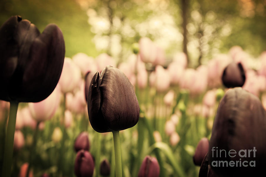 Spring Photograph - Unique black tulip flowers in green grass #1 by Michal Bednarek