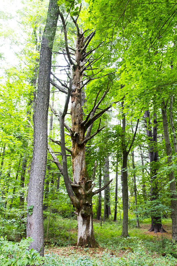Unusual Tree #1 Photograph by Susan Jensen