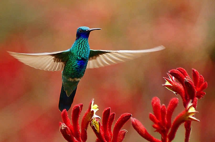 Hummingbird Photograph - Up and Away #1 by Blair Wainman