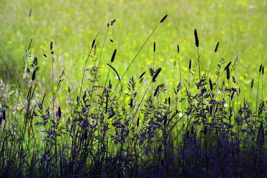 Upland Meadow #1 Photograph by Simon Fraser/tarset Archive Group/science Photo Library