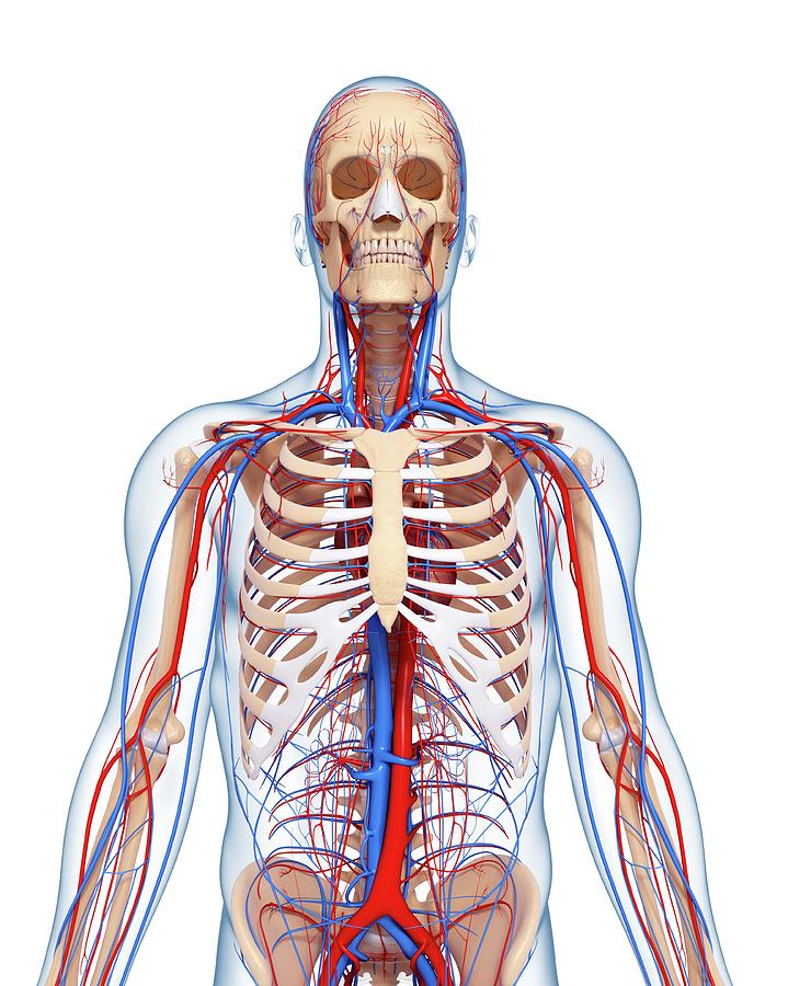 Female Upper Body Anatomy By Sebastian Kaulitzki/science, 59% OFF