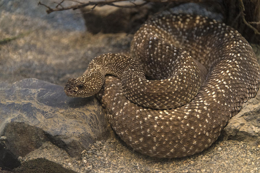 Uracoan Rattlesnake #1 Photograph by Mark Newman