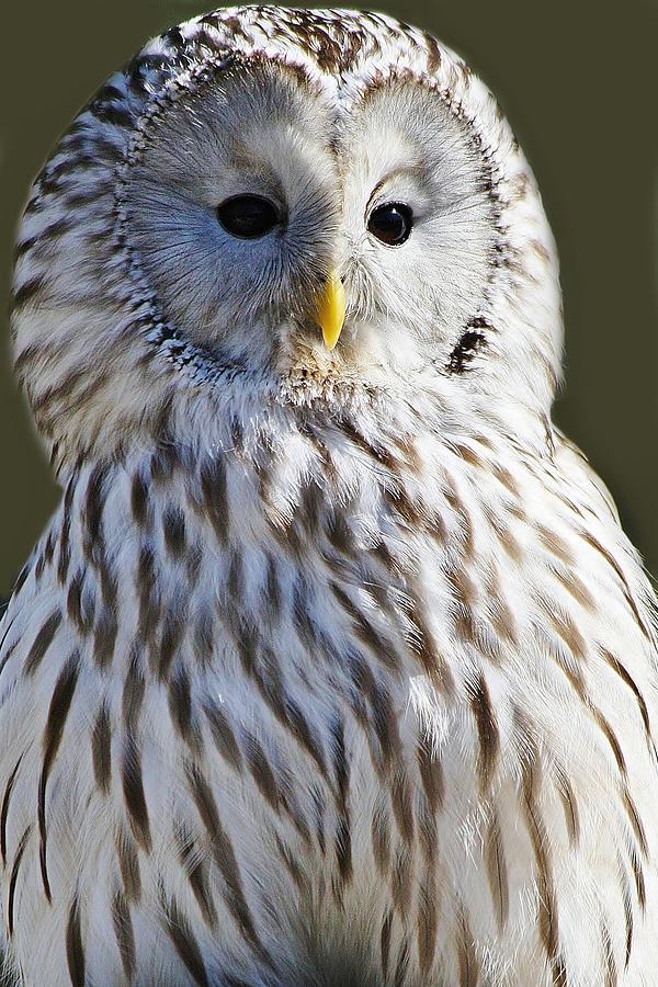 Owl Photograph - Ural Owl #1 by Paulette Thomas