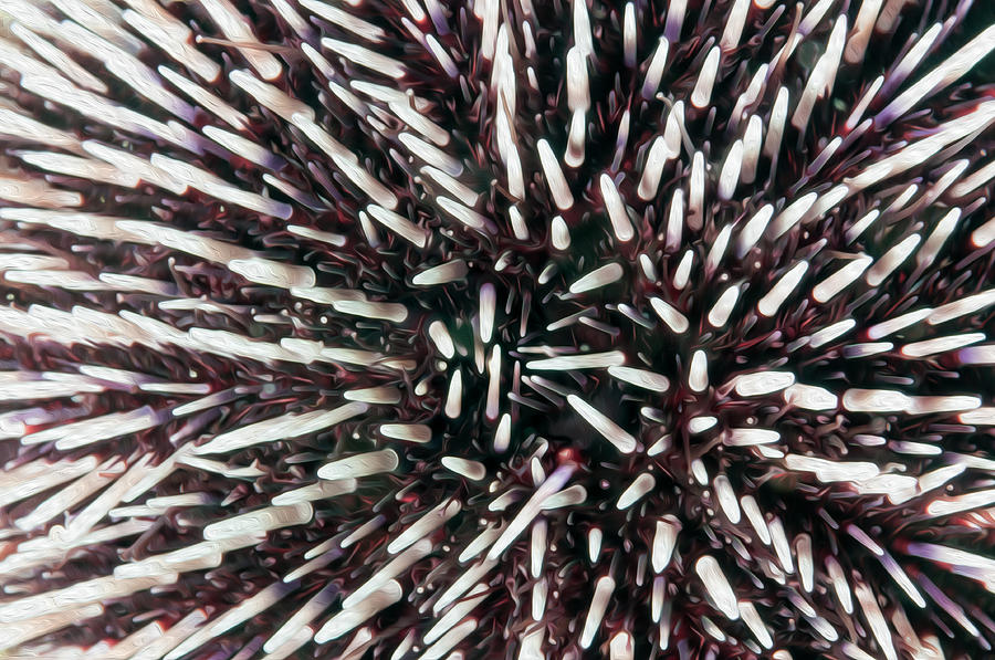 Animal Digital Art - Urchin Spines #1 by Roy Pedersen