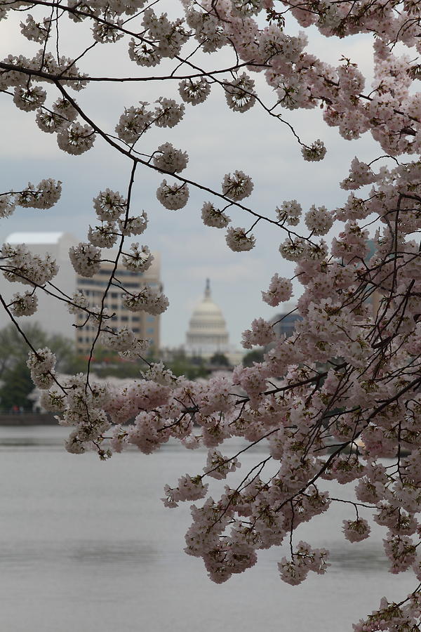 Flower Photograph - US Capitol - Cherry Blossoms - Washington DC - 01131 #1 by DC Photographer