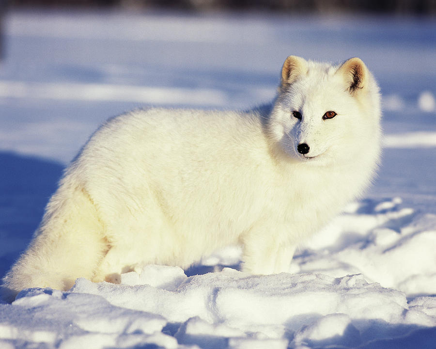 Winter Photograph - USA, Alaska Arctic Fox In Winter Coat #1 by Jaynes Gallery