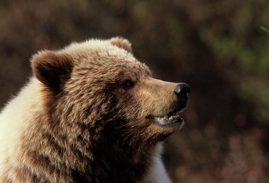 Denali National Park Photograph - USA, Alaska, Grizzly Bear, Denali #1 by Gerry Reynolds