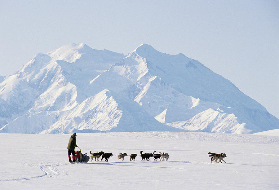 USA, Alaska, Sled Dogs, Park Ranger #1 Photograph by Gerry Reynolds