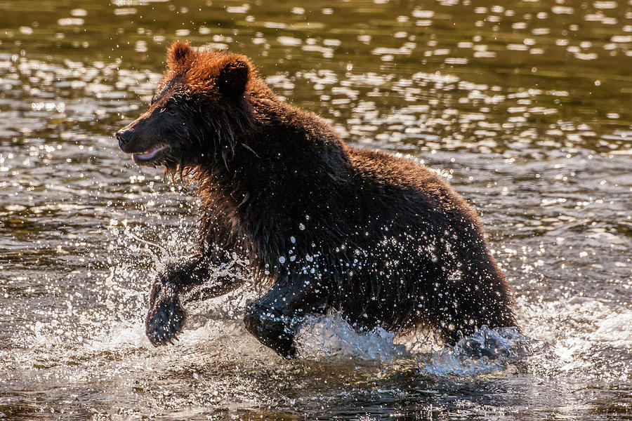 USA, Alaska, Tongass National Forest Photograph by Jaynes Gallery