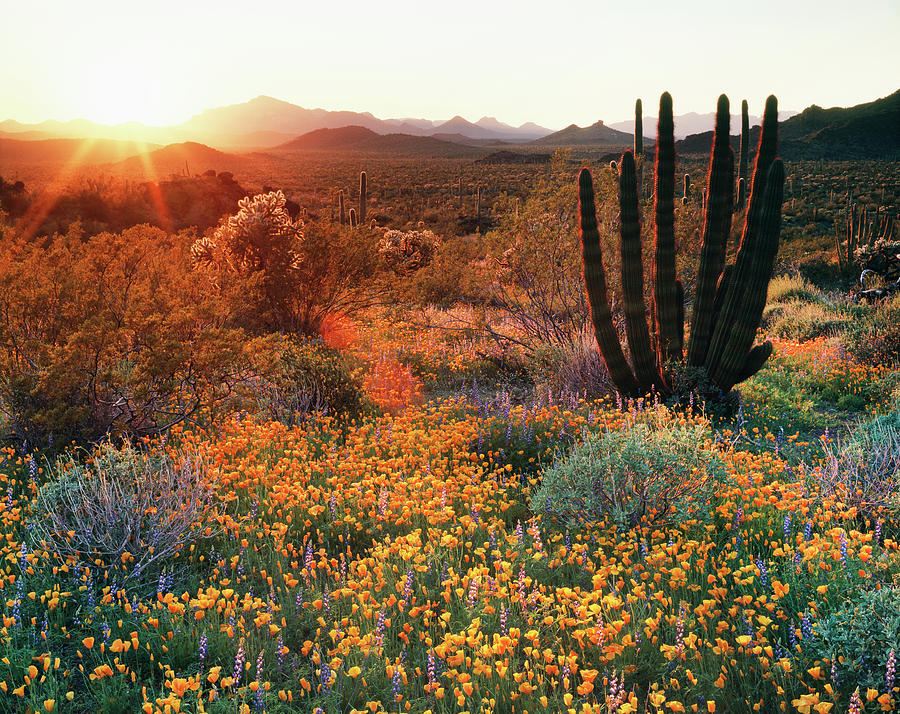 USA, Arizona, Organ Pipe Cactus Photograph by Christopher Talbot Frank ...