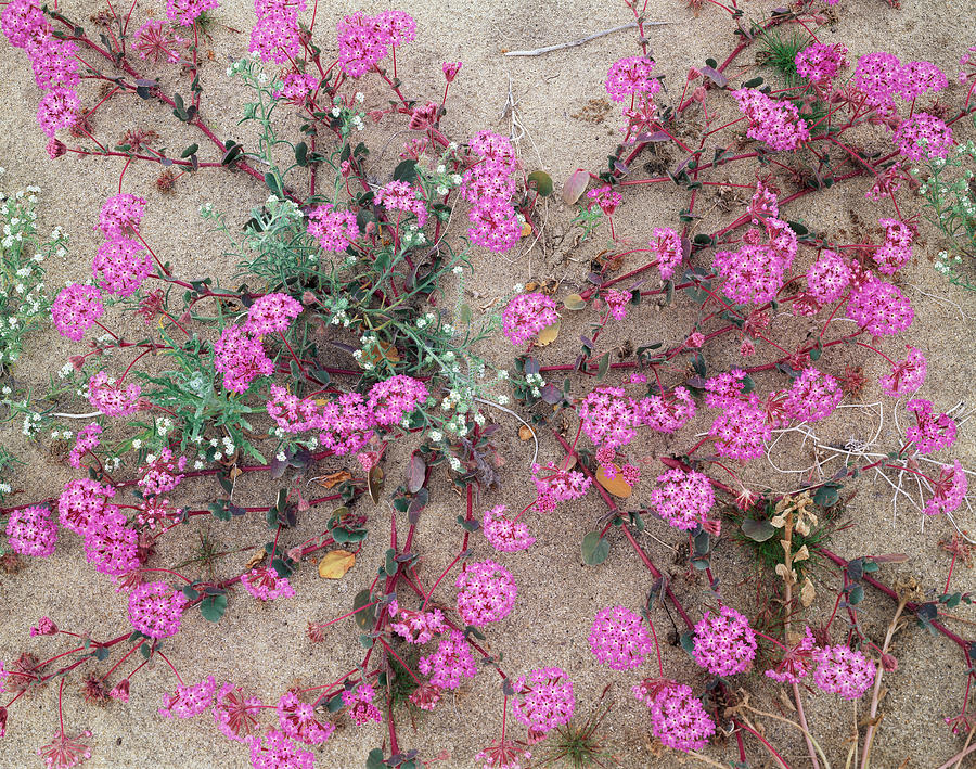 Nature Photograph - USA, California, Anza Borrego Desert #1 by Christopher Talbot Frank