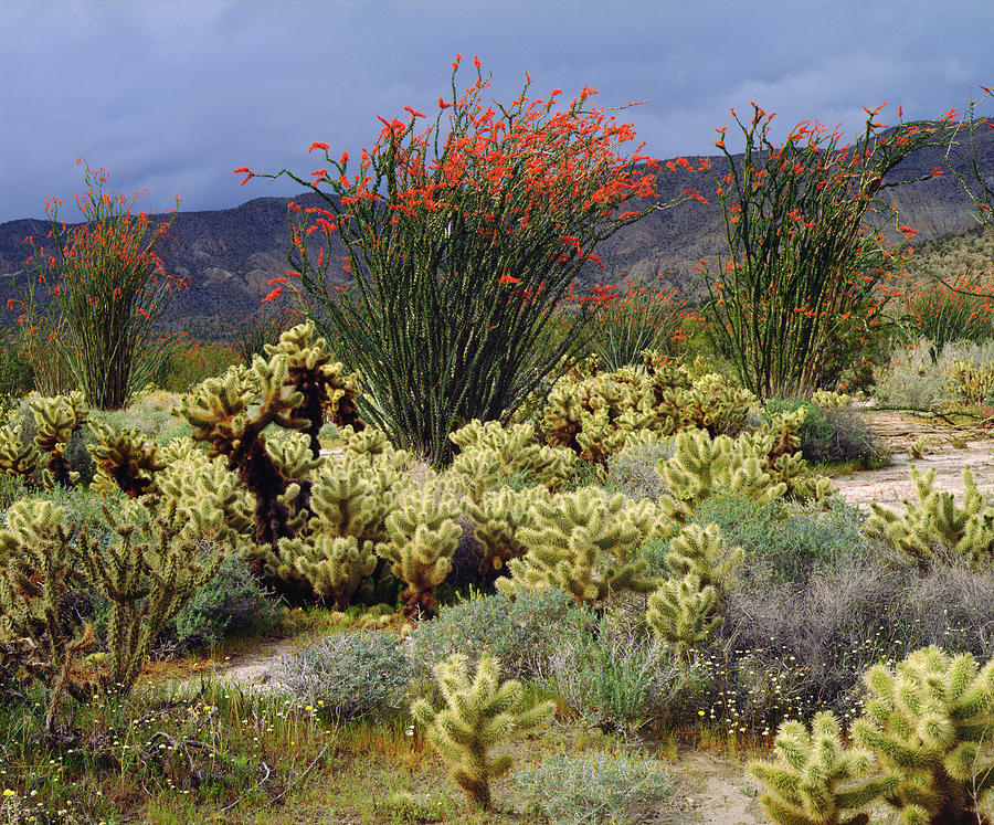 Nature Photograph - USA, California, Anza-borrego Desert #1 by Jaynes Gallery