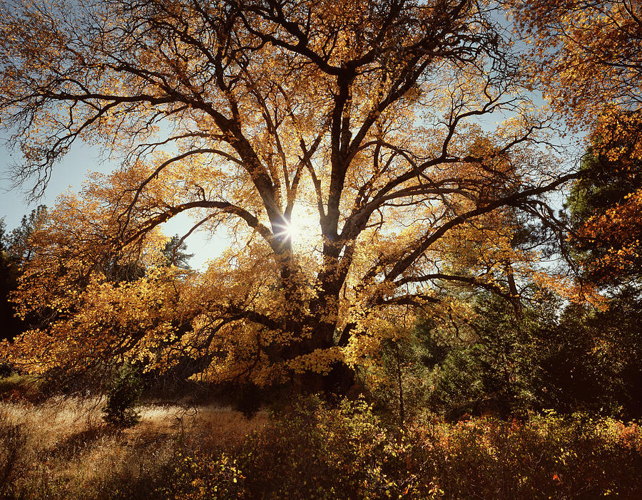 Fall Photograph - USA, California, Cleveland National #1 by Christopher Talbot Frank
