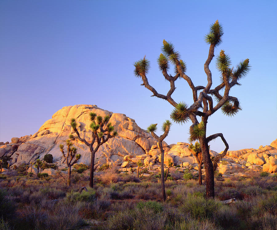 Abundance Photograph - Usa, California, Joshua Tree National by Jaynes Gallery Abundance Photograph - Usa, California, Joshua Tree National by Jaynes Gallery
