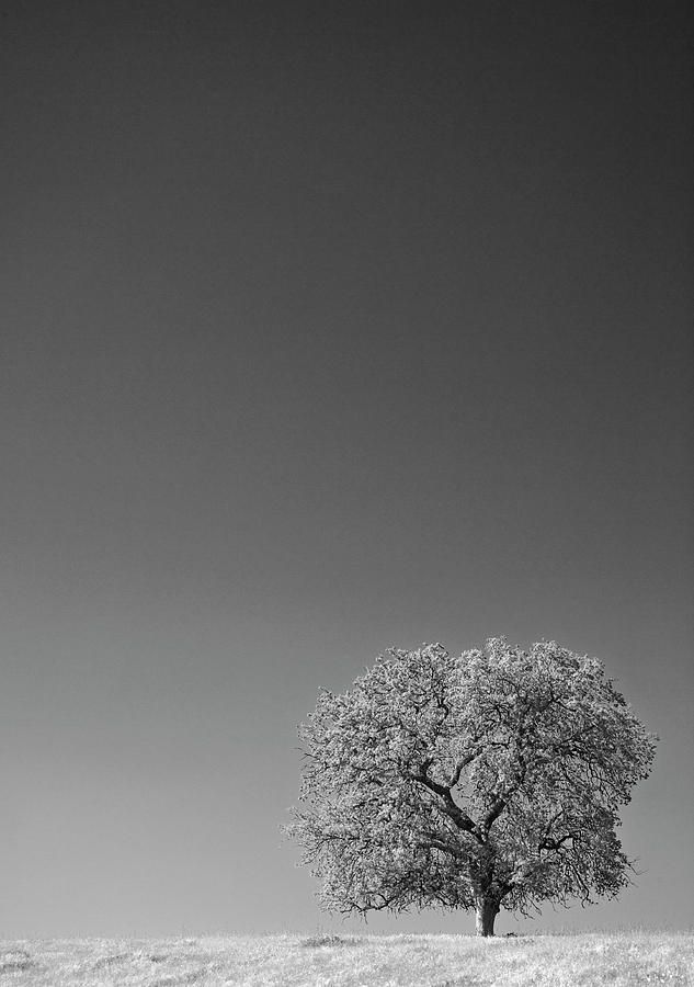 Black And White Photograph - USA, California Lone Oak Tree #1 by Jaynes Gallery
