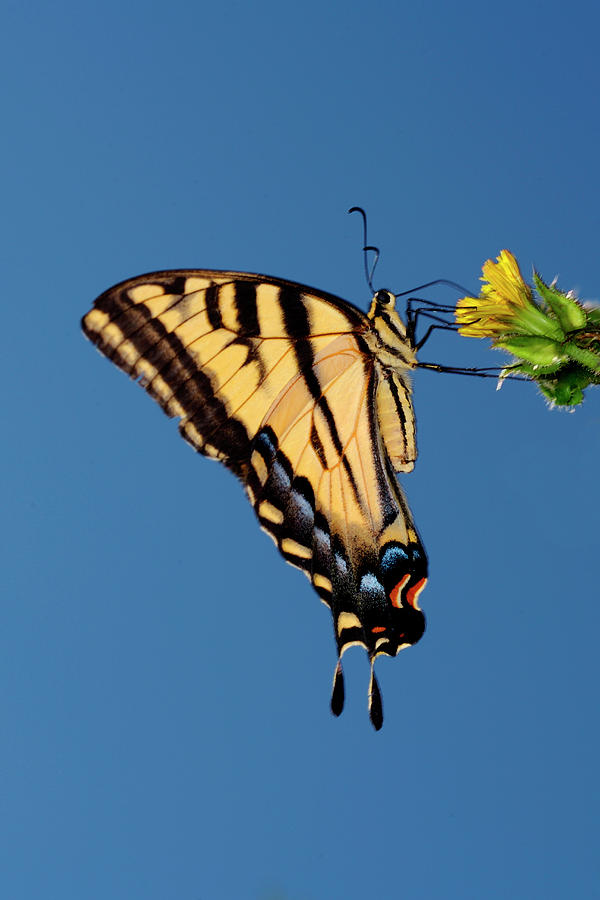 Butterfly Photograph - USA, California, San Diego, Mission #1 by Jaynes Gallery