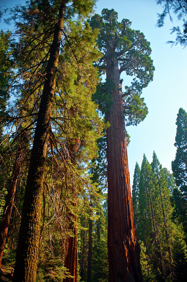 Usa, California, Sequoia, Kings Canyon Photograph By Bernard Friel 