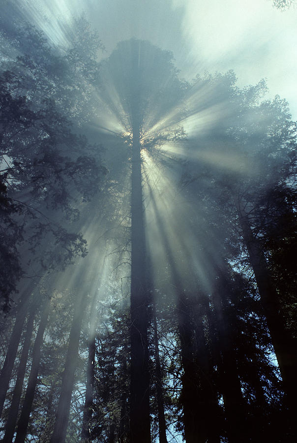 Kings Canyon National Park Photograph - USA, California, Sun, Smoke, Forest #1 by Gerry Reynolds