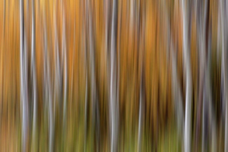 Abstract Photograph - USA, Colorado Abstract Of Aspen Trees #1 by Jaynes Gallery