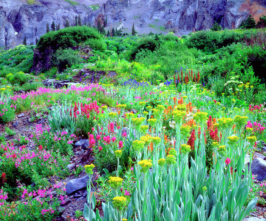 USA, Colorado, Wildflowers In Yankee #1 Photograph by Jaynes Gallery USA, Colorado, Wildflowers In Yankee #1 Photograph by Jaynes Gallery