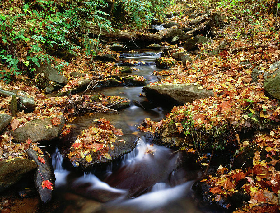 USA, Georgia, Cherokee National Forest Photograph by Jaynes Gallery ...