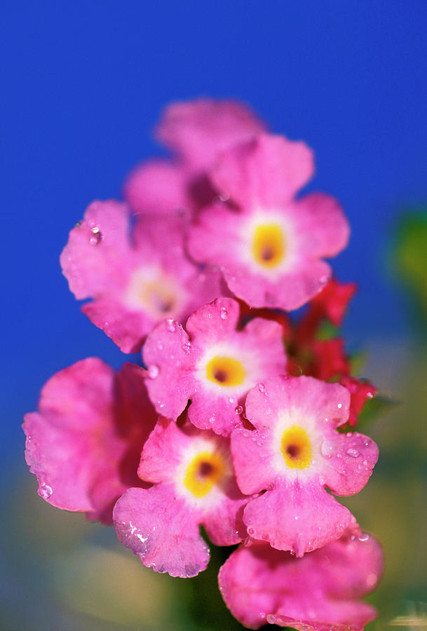 Nature Photograph - USA, Hawaii Flower Detail #1 by Sunstar