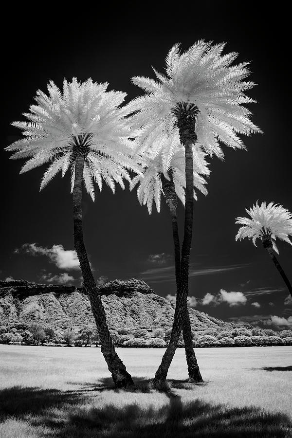 Black And White Photograph - USA, Hawaii, Oahu, Honolulu, Kapiolani #1 by Peter Hawkins