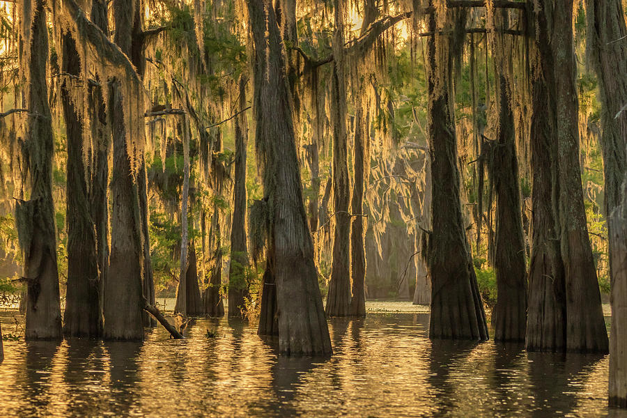 USA, Louisiana, Atchafalaya Basin Photograph by Jaynes Gallery Fine