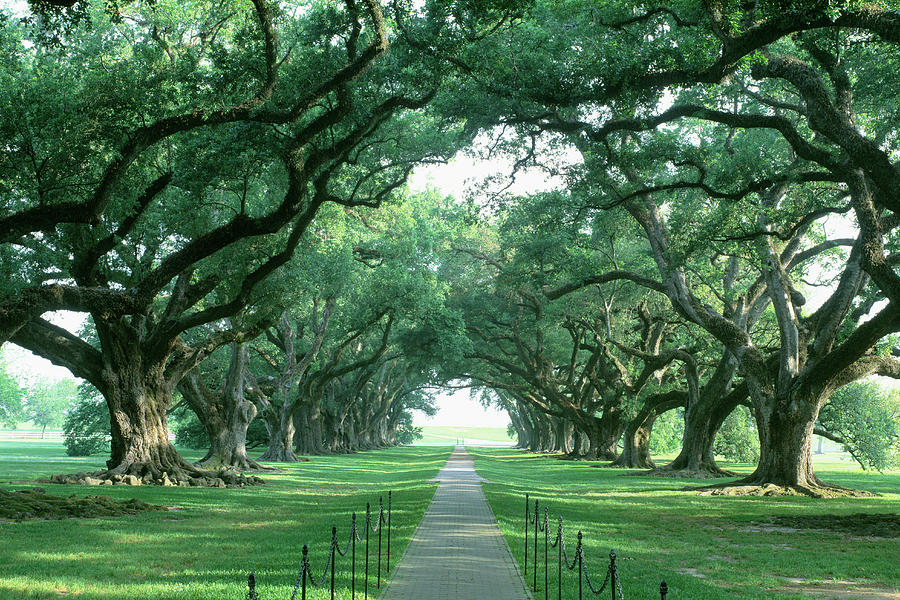 Usa, Louisiana, New Orleans, Brick Path #1 Photograph by Panoramic Images