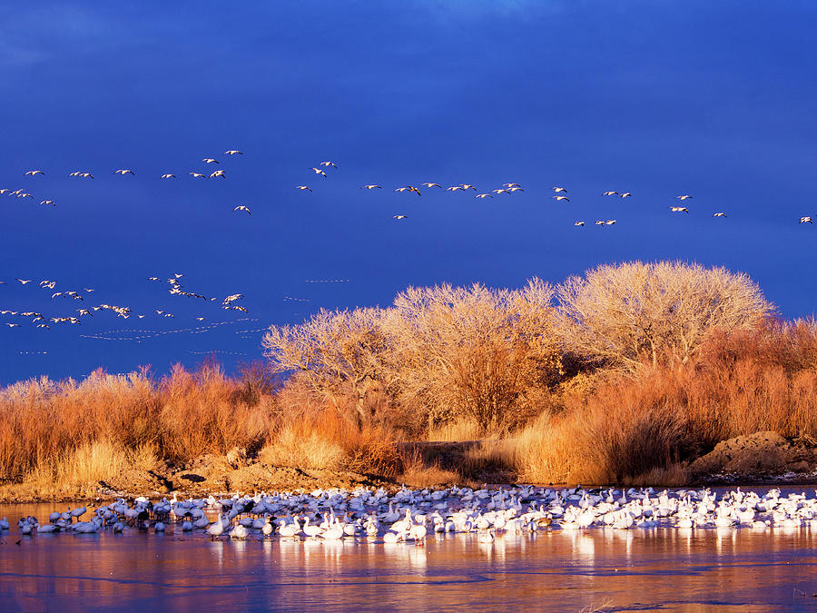 USA, New Mexico, Bosque Del Apache Photograph by Terry Eggers Fine