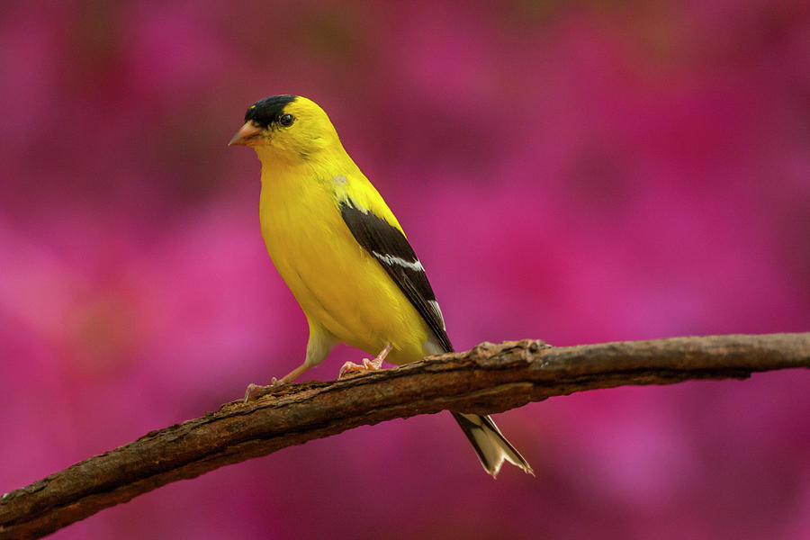 American Goldfinch Photograph - USA, North Carolina, Guilford County #1 by Jaynes Gallery