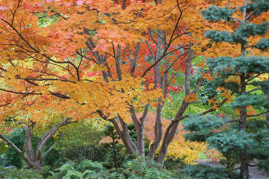Fall Photograph - USA, Oregon, Ashland #1 by Jaynes Gallery