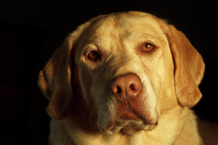 Usa, Oregon, Keizer, Labrador Retriever Photograph by Rick ...