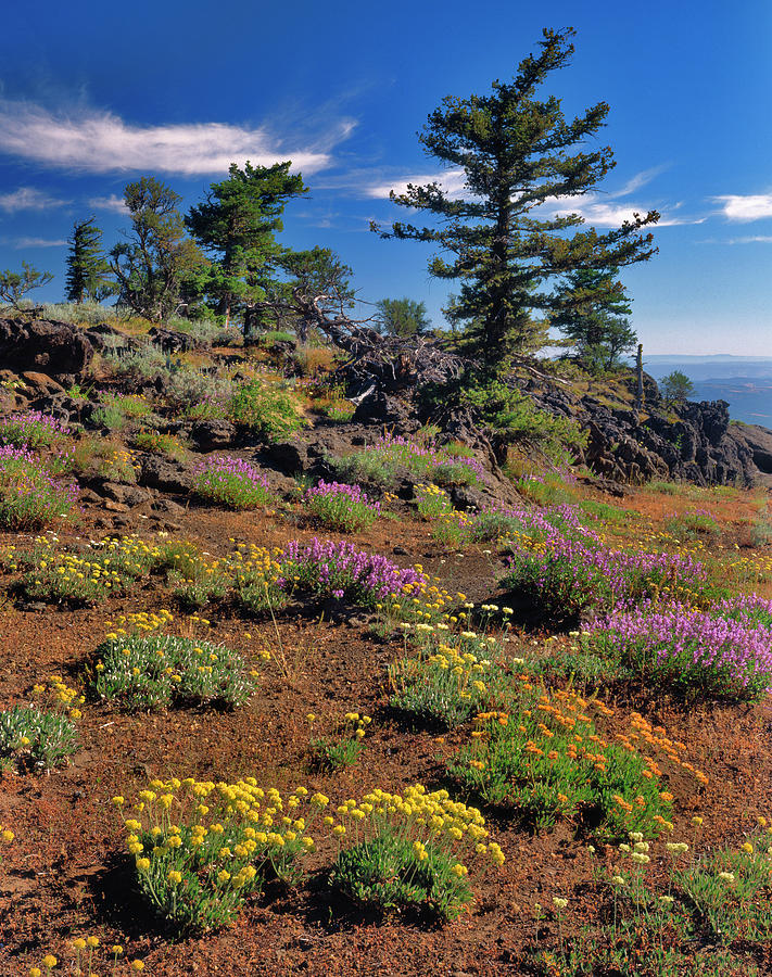 Flowers Still Life Photograph - USA, Oregon, Wallowa-whitman National #1 by Jaynes Gallery