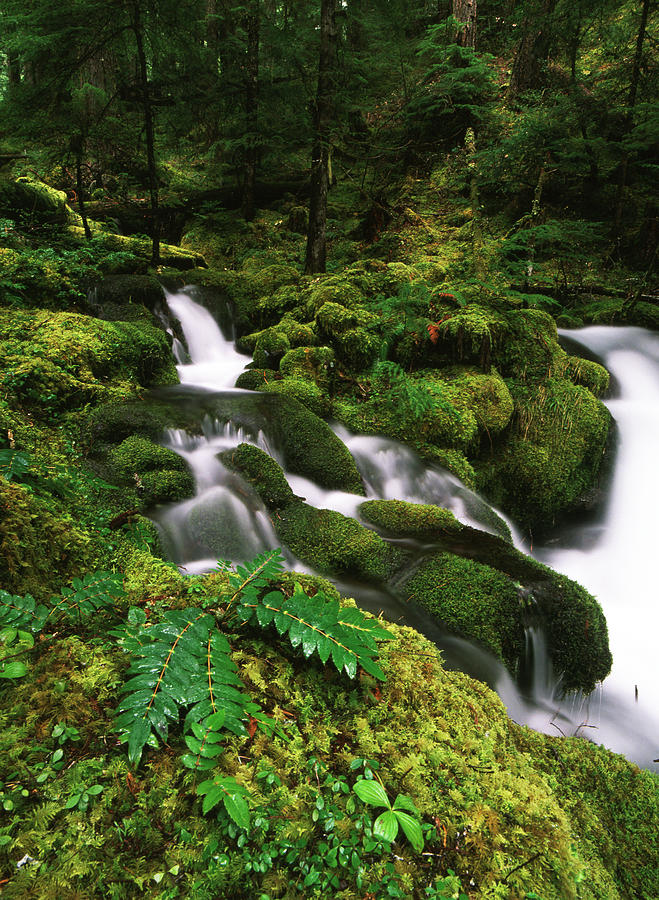 USA, Oregon, Willamette National Photograph By Stuart Westmorland