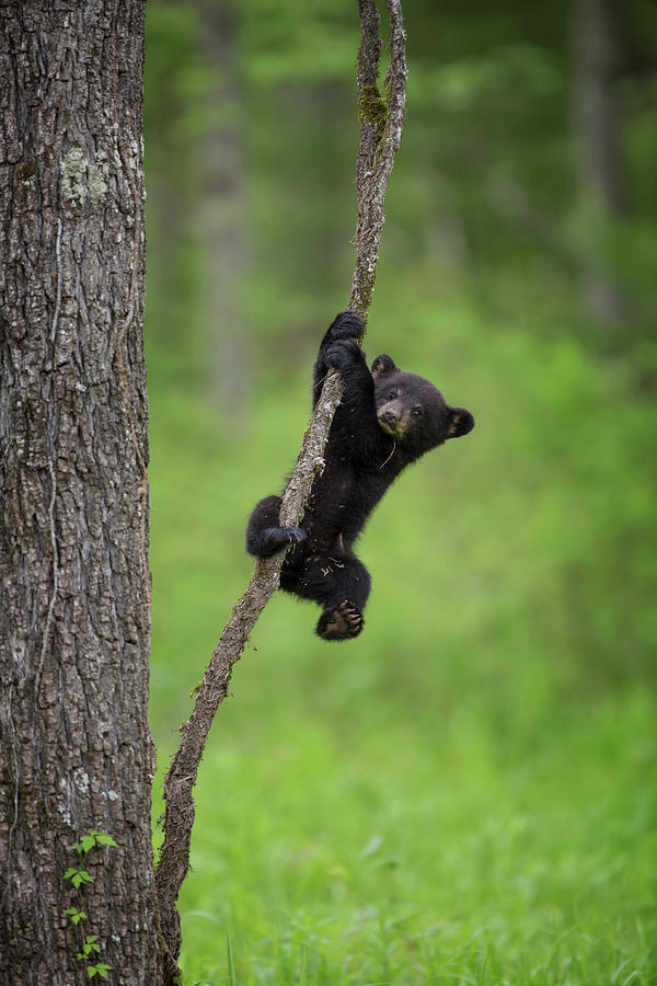 Wildlife Photograph - USA, Tennessee Black Bear Cub Playing #1 by Jaynes Gallery