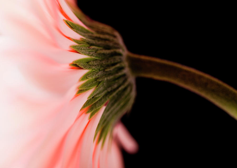Daisy Photograph - Usa, Utah, Lehi, Close-up Of Pink Daisy #1 by Mike Kemp