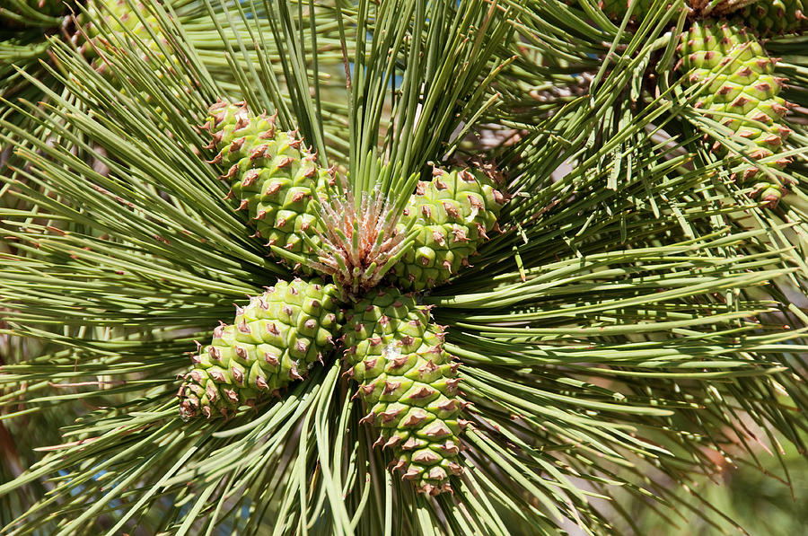 USA, Utah, Ponderosa Pine Tree At Bryce Photograph by Lee Foster - Pixels