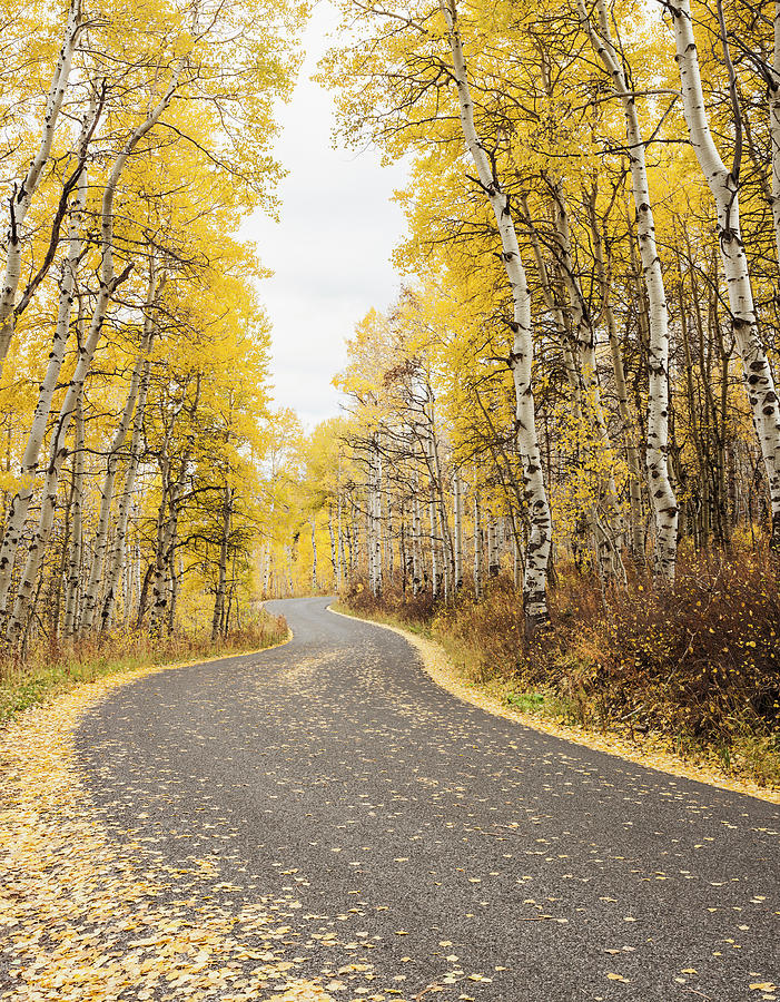 Usa, Utah, Road Through Forest In Autumn #1 Photograph by Tetra Images - Mike Kemp