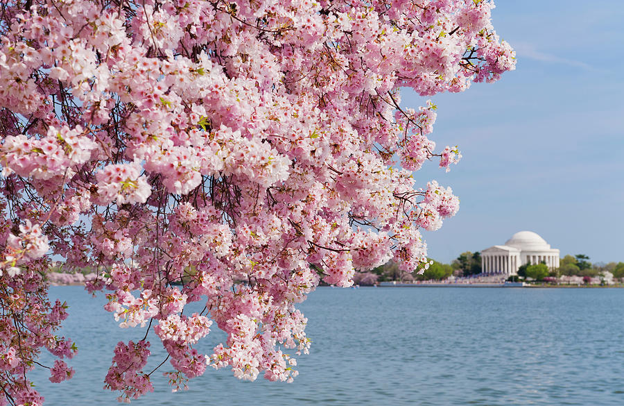 Usa, Washington Dc, Cherry Tree In #1 Photograph by Tetra Images