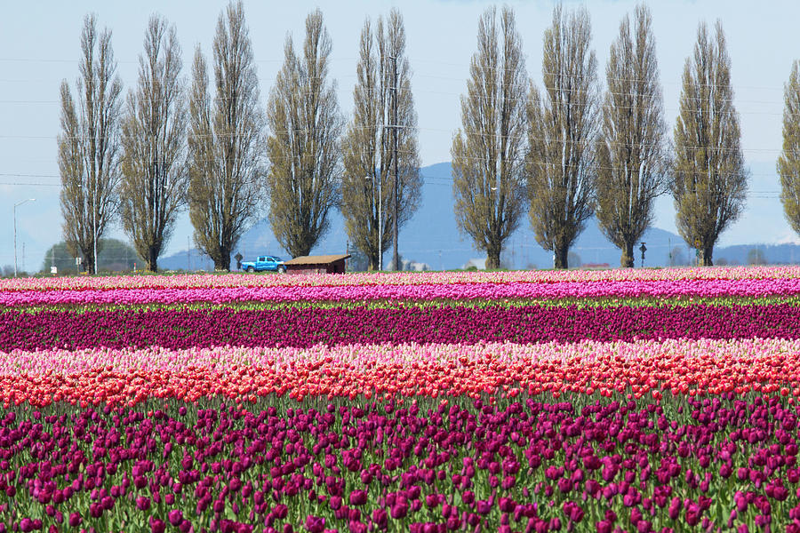 USA, Washington, Mount Vernon, Tulip Photograph by Emily Wilson - Fine ...