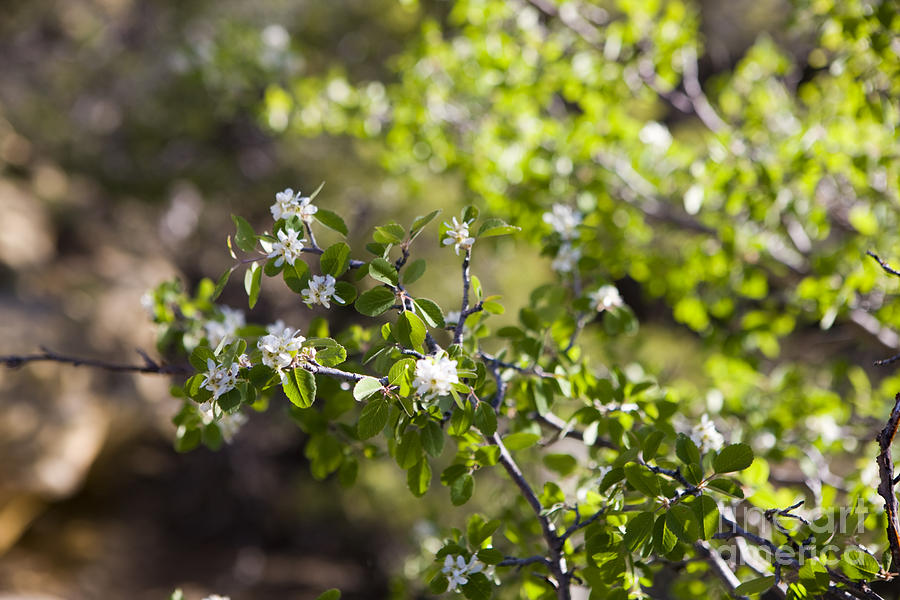 Utah serviceberry Photograph by Jason O Watson - Pixels