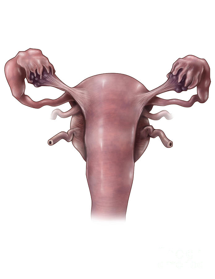 Anatomical Photograph - Uterus, Ovaries And Bladder Posterior by Evan Oto.