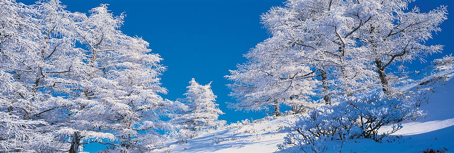 Utsukushigahara Nagano Japan Photograph by Panoramic Images - Pixels