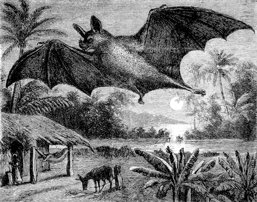 Vampire Bat, 1898 #1 Photograph by British Library