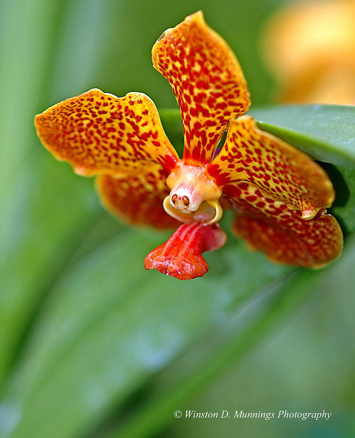 Vanda Orchid #1 Photograph by Winston D Munnings
