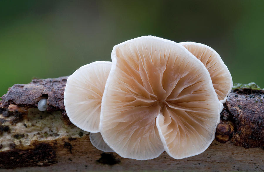 Nature Photograph - Variable Oysterling Fungus #1 by Nigel Downer