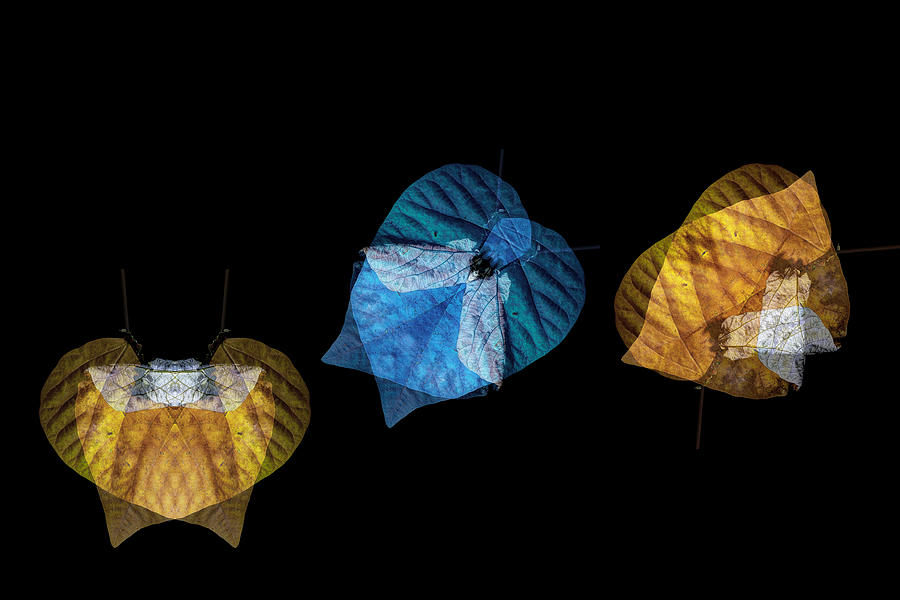 Variations on a Leaf Photograph by Wayne Sherriff
