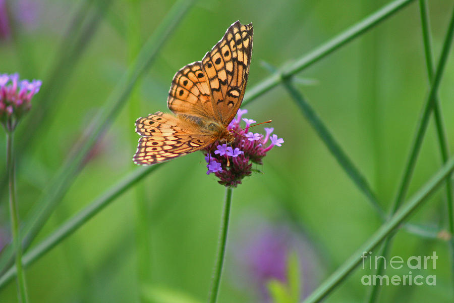 Variegated Fritillary Butterfly in Field #1 Photograph by Karen Adams